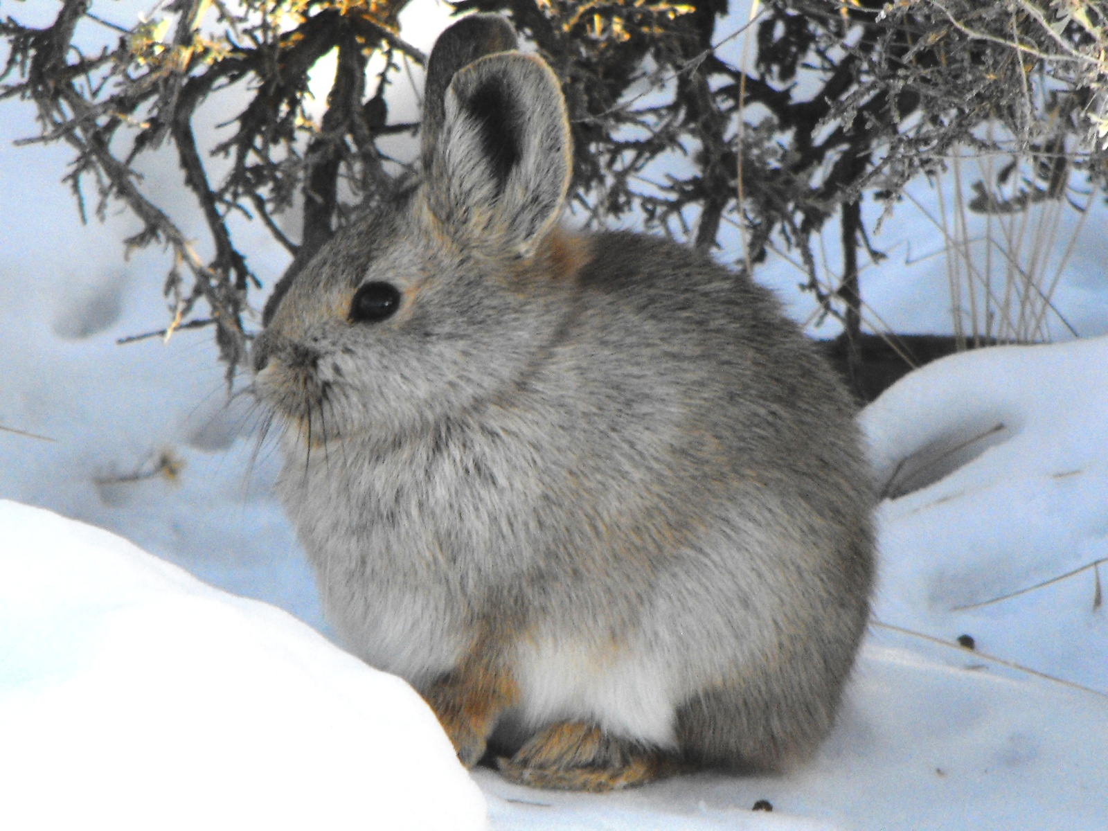 North american hot sale pygmy rabbit